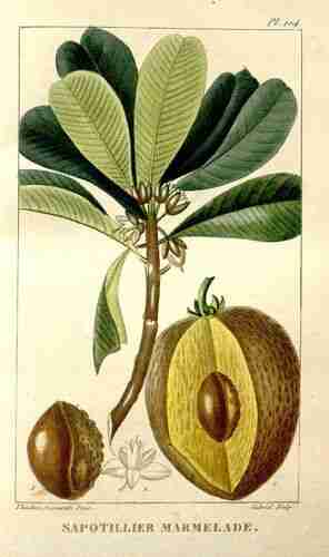 Illustration Manilkara zapota, Par Descourtilz M.E. (Flore médicale des Antilles, vol. 2: t. 104 ; 1822) [J.T. Descourtilz], via plantillustrations.org 