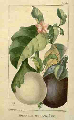 Illustration Solanum melongena, Par Descourtilz M.E. (Flore médicale des Antilles, vol. 3: t. 187 ; 1827) [J.T. Descourtilz], via plantillustrations.org 