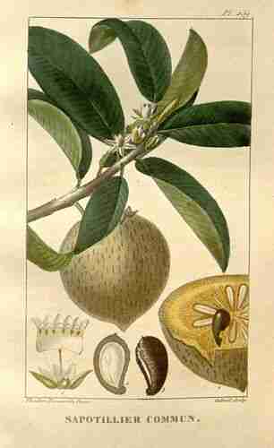 Illustration Manilkara zapota, Par Descourtilz M.E. (Flore médicale des Antilles, vol. 4: t. 259 ; 1827) [J.T. Descourtilz], via plantillustrations.org 