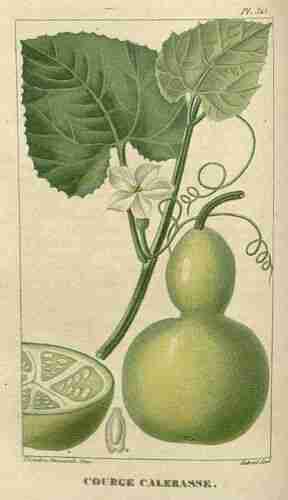 Illustration Lagenaria siceraria cv. 'Bouteille', Par Descourtilz M.E. (Flore médicale des Antilles, vol. 5: t. 325, 1827) [J.T. Descourtilz], via plantillustrations 