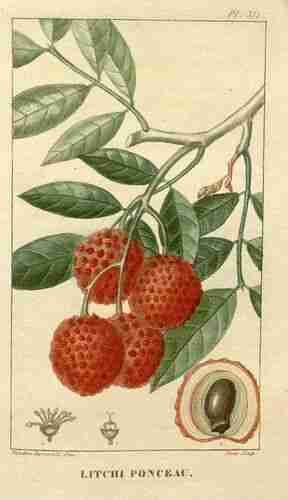 Illustration Litchi chinensis, Par Descourtilz M.E. (Flore médicale des Antilles, vol. 5: t. 332, 1827) [J.T. Descourtilz], via plantillustrations 