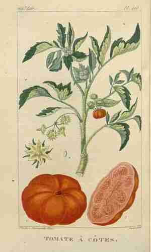 Illustration Solanum lycopersicum, Par Descourtilz M.E. (Flore médicale des Antilles, vol. 6: t. 405 ; 1828) [J.T. Descourtilz], via plantillustrations.org 