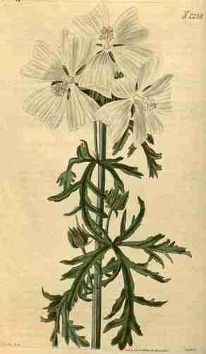 Illustration Malva moschata cv. 'À Fleurs Blanches', Curtis's Botanical Magazine (vol. 49: t. 2298 ; 1822) [J. Curtis], via plantillustrations.org 