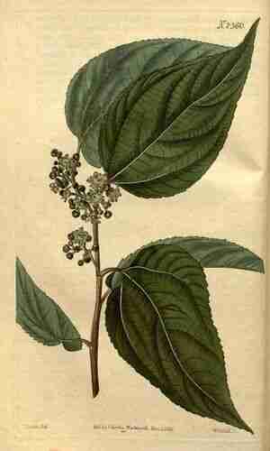 Illustration Hovenia dulcis, Curtis´s Botanical Magazine (vol. 50: t. 2360, 1823) [J. Curtis], via plantillustrations.org 