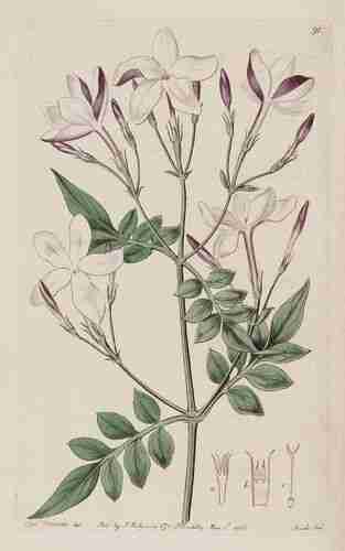 Illustration Jasminum grandiflorum, Botanical Register (vol. 2: t. 91, 1816) [S. Edwards], via plantillustrations.org 