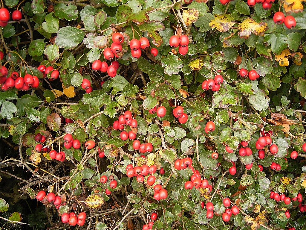 Illustration Crataegus laevigata, Par Frank Vincentz, via wikimedia 