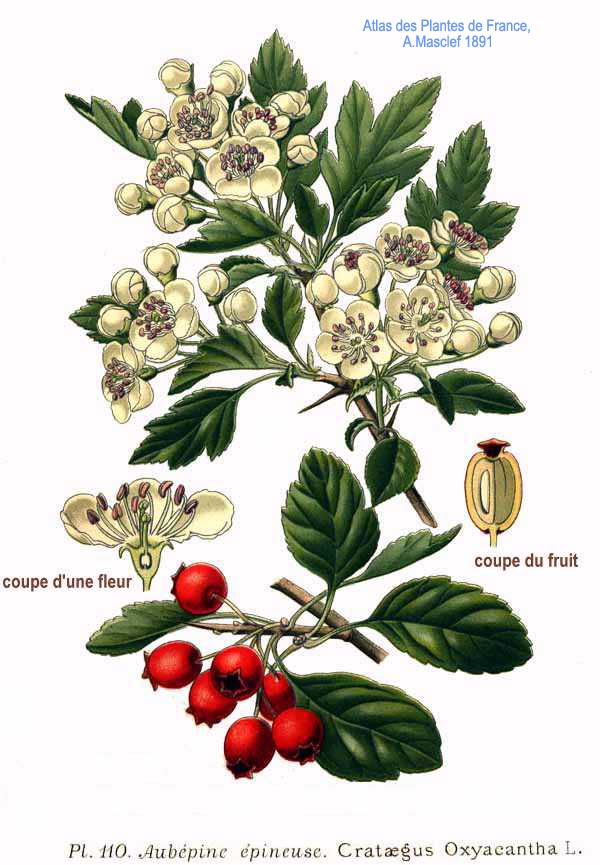 Illustration Crataegus laevigata, Par Amédée Masclef (18581916). Atlas des plantes de France (1891)., via wikimedia 