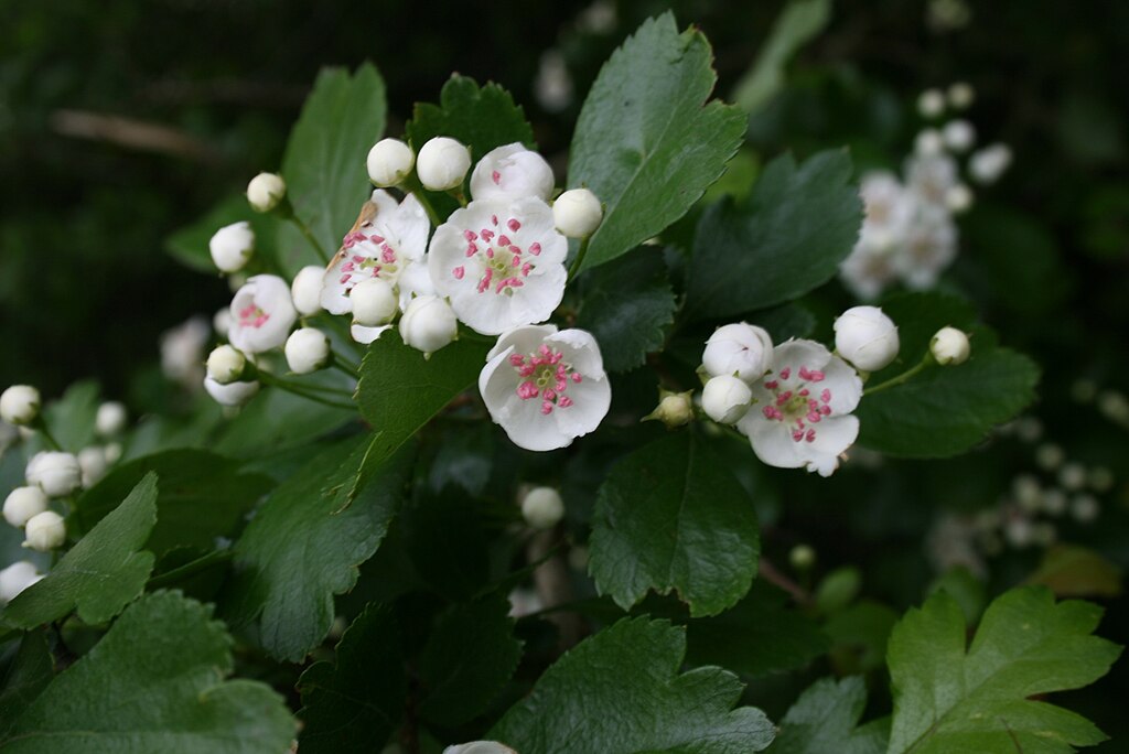 Illustration Crataegus laevigata, Par Sten Porse, via wikimedia 