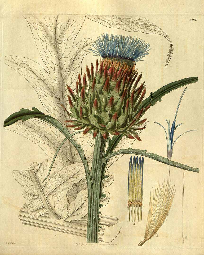 Illustration Cynara cardunculus, Curtis´s Botanical Magazine (vol. 55 [ser. 2, vol. 2]: t. 2862, 1828) [W.J.H.], via plantillustrations.or 