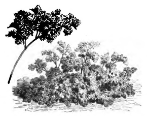 Cerfeuil frisé (réduit au quart)