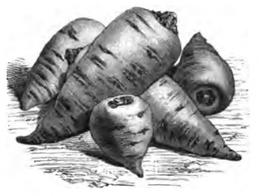 Cerfeuil tubéreux (réduit de moitié)