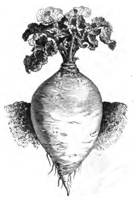 Chou-navet blanc (réduit au cinquième)