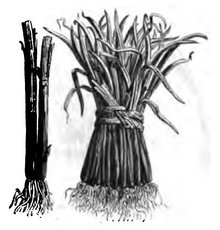 Ciboule commune (réduite au huitième, tige séparée réduite au quart)