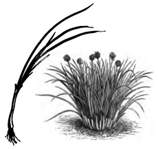Ciboulette (réduite au huitième, tige séparée réduite au quart)