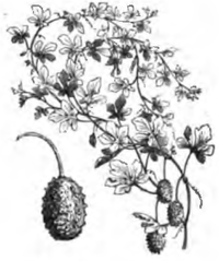 Concombre des Antilles (réduit au douzième, fruit isolé au cinquième)