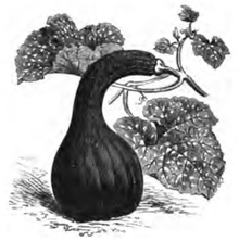 Courge cou tors du Canada (réduite au sixième)