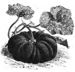 Courge de Yokohama (réduite au sixième)