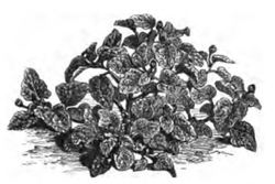 Cresson du Brésil (réduit au cinquième)