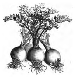 Céleri-rave pomme à petite feuille (réduit au sixième)