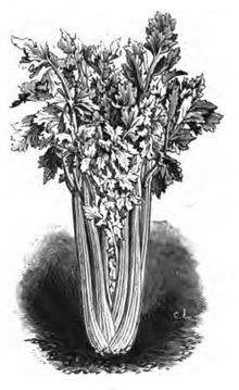 Céleri plein blanc (réduit au sixième)