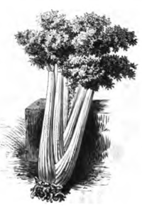 Céleri plein blanc frisé (réduit au sixième)