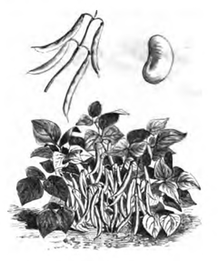 Haricot Bonnemain (plante réduite au huitième, cosses au quart ; grain de grosseur naturelle)