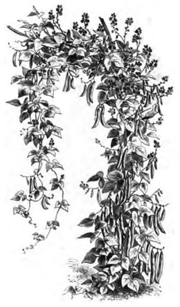 Haricot d'Espagne (réduit au douzième)