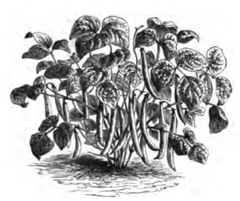 Haricot flageolet à feuilles gaufrées (plante réduite au huitième)