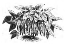 Haricot noir de Belgique (plante réduite au huitième)