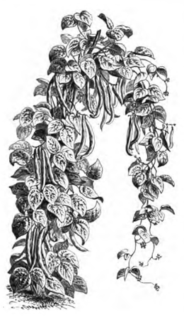 Haricot sabre à rames (plante réduite au douzième)