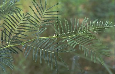 Illustration Acacia sieberiana, Par Chris Fagg (World AgroForestry Centre), via wikimedia 