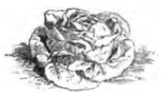 Laitue blonde d'été (réduite au sixième)