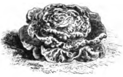 Laitue brune d'hiver (réduite au sixième)