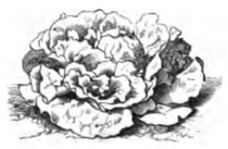 Laitue crêpe à graine noire (réduite au sixième)