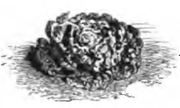 Laitue earliest dwarf green (réduite au sixième)