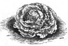 Laitue gotte lente à monter (réduite au sixième)