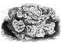 Laitue grosse blonde dhiver (réduite au sixième)