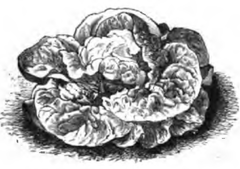 Laitue grosse blonde paresseuse (réduite au sixième)
