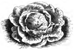 Laitue impériale (réduite au sixième)