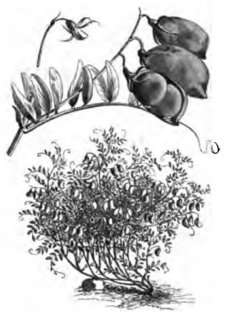 Lentille large blonde (réduite au dixième ; rameau séparé, de grandeur naturelle)