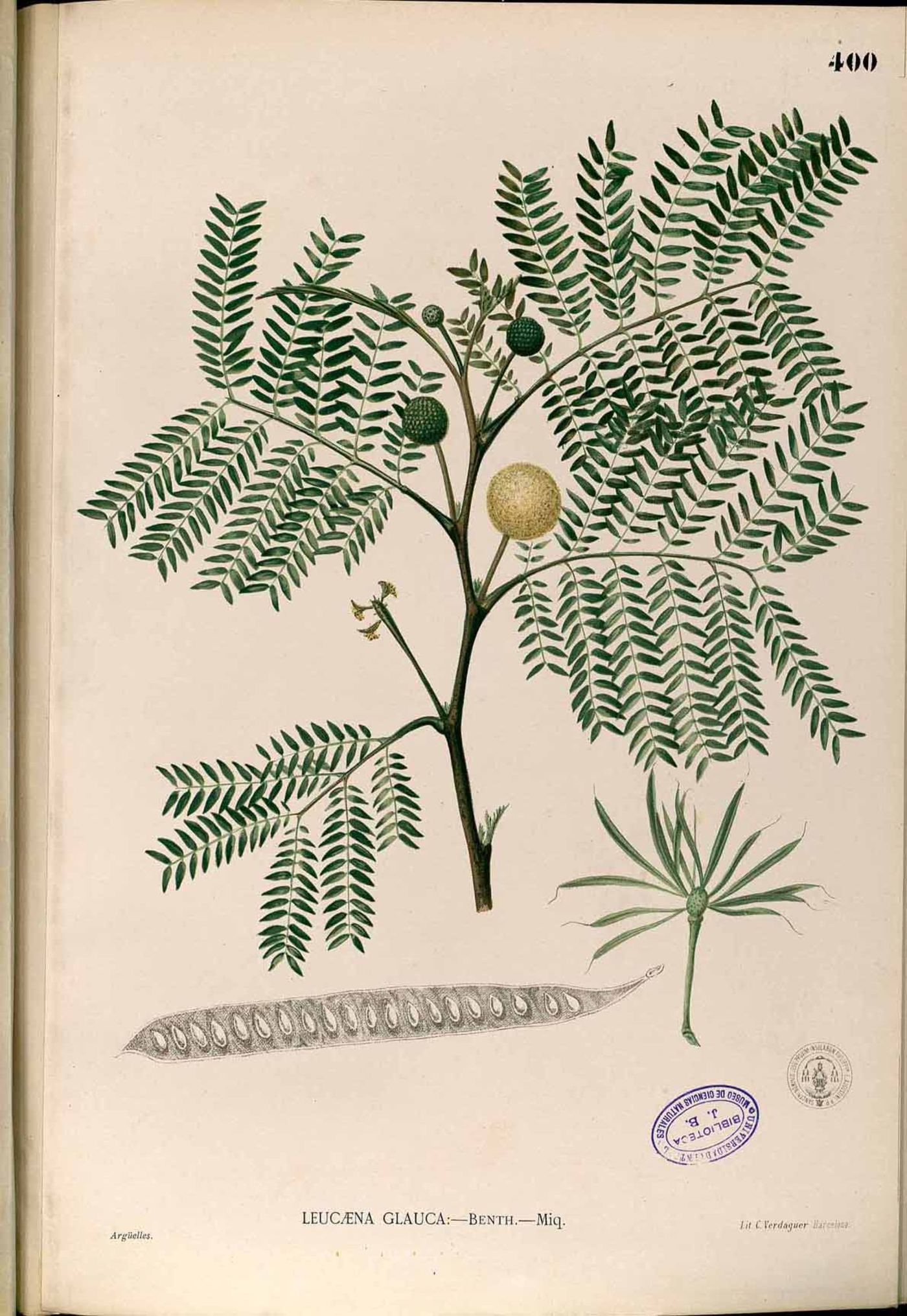 Illustration Leucaena leucocephala, Par Francisco Manuel Blanco (O.S.A.) [Domaine public], via wikimedia 