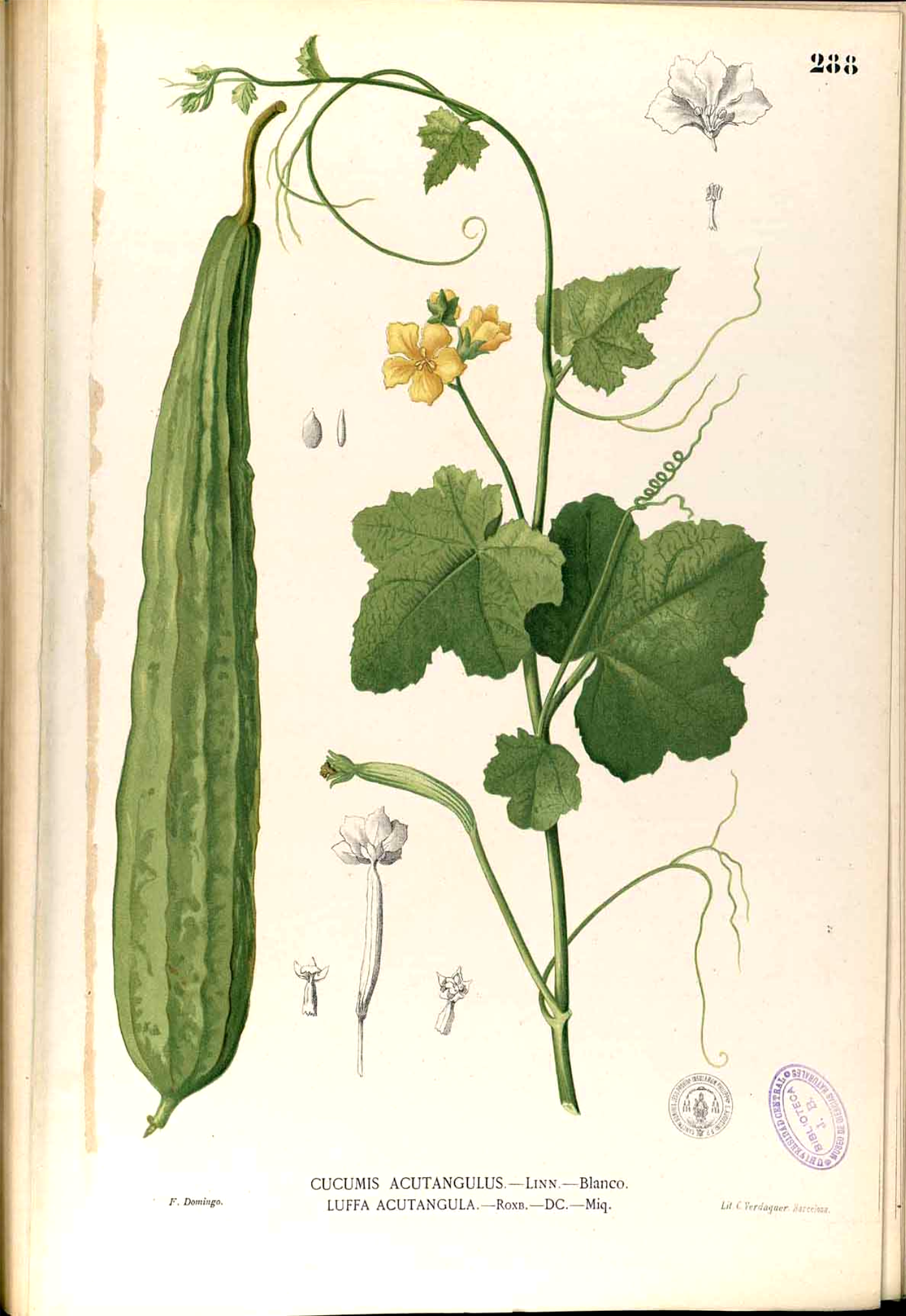 Illustration Luffa acutangula, Par Francisco Manuel Blanco (O.S.A.) [Domaine public], via wikimedia 