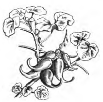 Martynia lutea (réduite au huitième)