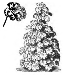 Mauve frisée (réduite au vingtième)