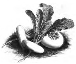 Navet blanc plat hâtif à feuille entière (réduit au cinquième)