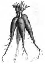 Navet de Freneuse (réduit au cinquième)