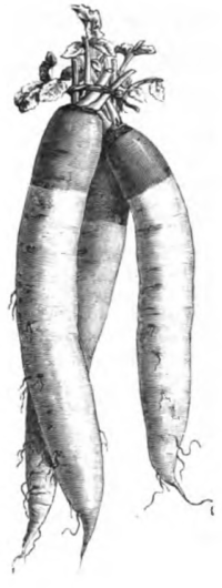 Navet de Meaux (réduit au cinquième)