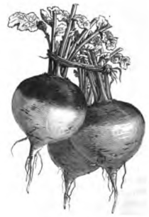 Navet de Norfolk (réduit au cinquième)