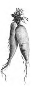 Navet gris de Morigny (réduit au cinquième)