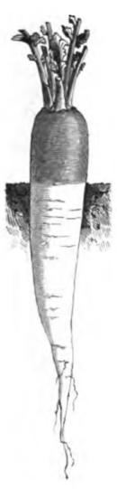 Navet gros long d'Alsace (réduit au cinquième)